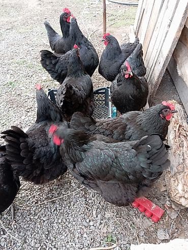 Продаю | Инкубационные яйца | Несушки