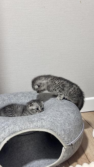 кошка вислоухая серая: Скотиш Фолд (Шотландская вислоухая), 1 месяц, Девочка, Серебристая шиншилла — 2