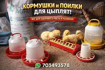 карликовой кури: Продаю | Цыплята | Для разведения — 2