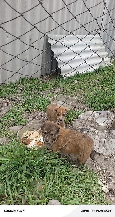 Башка жаныбарлар: Щенки метисы - Описание: малыши небольшого роста, короткошёрстные — 1