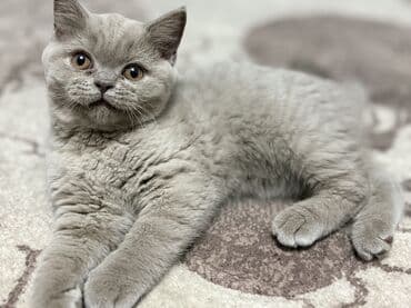 кошки в оше: Шотландский прямоухий и Шотландский вислоухий (Scottish straight and — 6