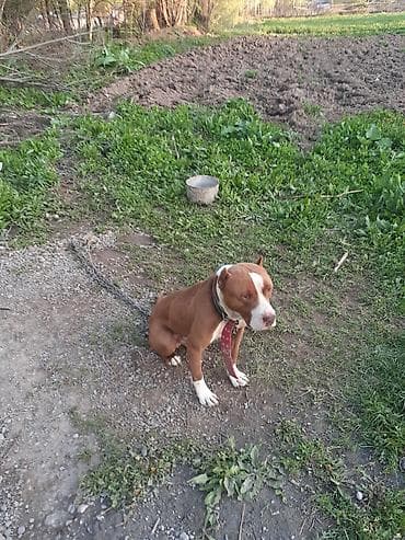 Американский питбультерьер (кобель) рыже-белого окраса.

- обмен есть