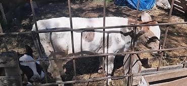 сколько стоит щенок золотистого ретривера: Продаю | Корова (самка) | Полукровка | Для молока | Искусственник — 6