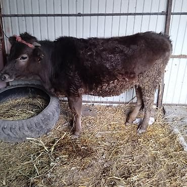 швицкая корова: Продаю | Тёлка | Швицкая | Для разведения | Привязанные — 5