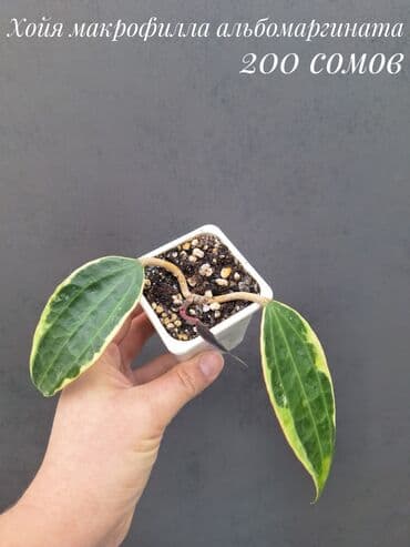 живые растения в аквариум купить: Комнатные растения, цветы (молодые растения, взрослые экземпляры). Не — 14