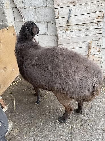 на забой: Продаю | Овца (самка) | Для разведения, На забой | Матка — 1