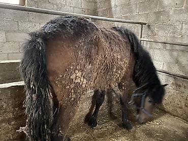 прокат лошади: Продаю | Кобыла (самка) | На забой — 2