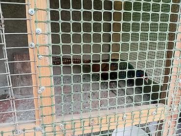 А/ч жаныбарлары үчүн тоюттар: Фазан румынский пара 4000 молодые прошлогодний — 3