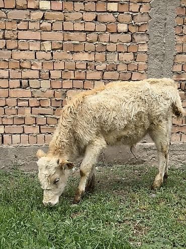 сена тук: Продаю | Музоо, торпок | Полукровка | На откорм — 4