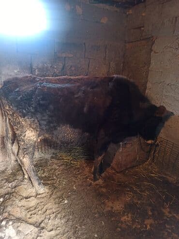 кой бишкек: Сатам | Уй (ургаачы) | Аргын | Кысыр — 5