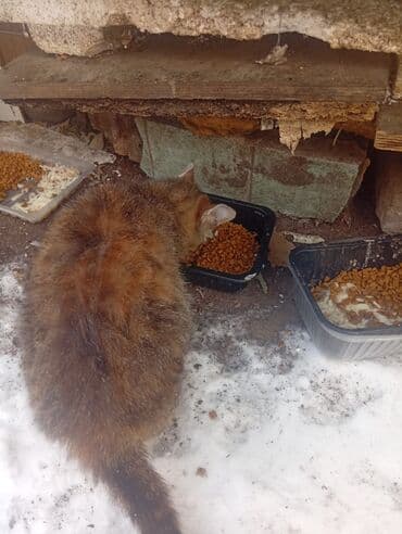 Ветеринар кызматы: 4 айлык, Ургаачы — 9