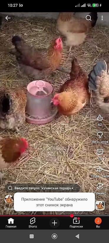 Продаю | Куры | Кучинская | Для разведения