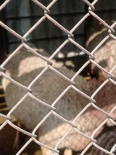 крематорий для животных бишкек: Другие животные — 4