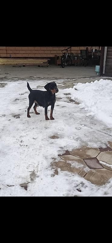 купить амстаффа: Ягд-терьер Сука 2 года почти Привозная с Казахстана. Крови — 3