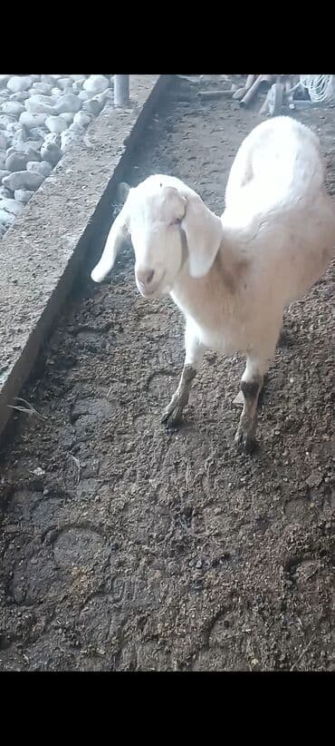 оптом эчки: Сатам | Эчки (ургаачы), Теке (эркек), Улак | Аргын, Битал | Союуга, Көбөйтүү үчүн, Сүт алуу үчүн | Бооз, Жасалма жол менен боозутуу — 4