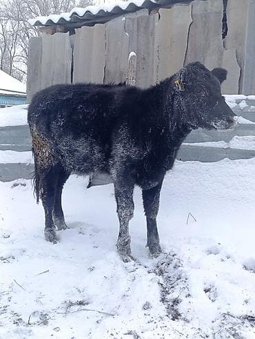 Ветеринар кызматы: Сатам | Музоо | Абердин-ангус | Көбөйтүү үчүн — 3