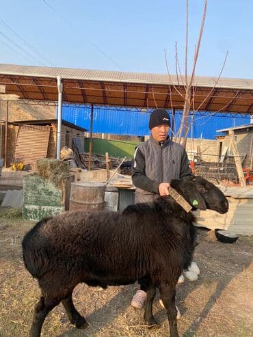 продам бу оборудование для птицефабрики: Продаю | Ягненок, Баран (самец) | Арашан — 3