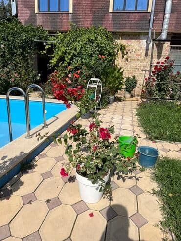 садовые качели фото цены: Это бугенвиллия 🌺 — роскошное растение с яркими алыми прицветниками — 6