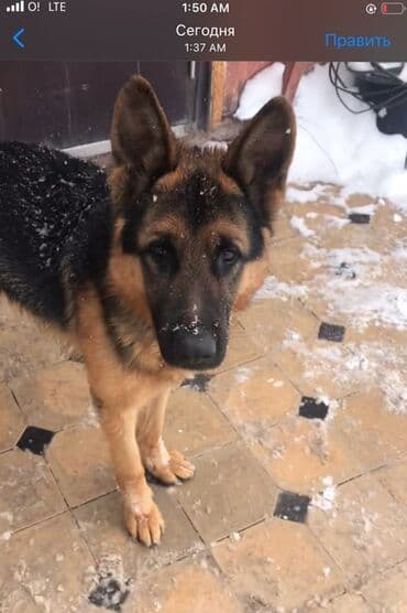 бельгийская овчарка щенки: Немецкая овчарка - Порода: классическая немецкая овчарка, чепрачный — 1
