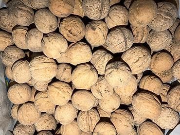 сгущённое молоко: Грецкий орех в скорлупе - Натуральный урожай, крупный калибр — 1