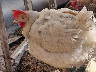 клетки для кур несушки: Продаю | Куры | Домашняя | Для разведения — 3