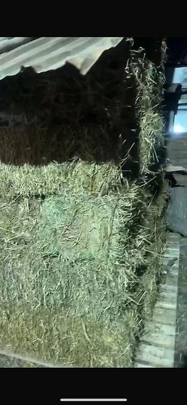 Кошки: СРОЧНО БЕДЕ ЧОП ПРОДАЮ ЦЕНТР ГОРОДА ЕСТЬ 20-25тюк по 340с отдам — 1