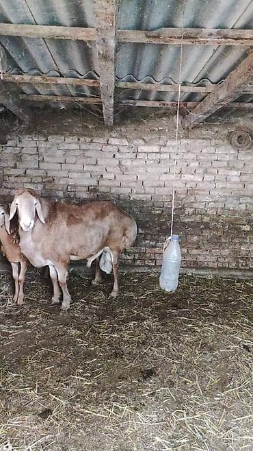 барана: Продаю | Баран (самец) | Для разведения — 2