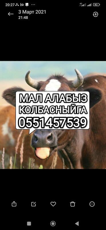 домашние птицы: Куплю | Коровы, быки, Лошади, кони | Круглосуточно, Любое состояние, Забитый — 1