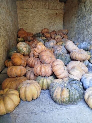 Тыквы КОРМОВАЯ. СВЕЖАЯ ЭТОГО ГОДА. Цена 6 сом. С доставкой!!! at lalafo.kg Тыквы КОРМОВАЯ. СВЕЖАЯ ЭТОГО ГОДА. Цена 6 сом. С доставкой!!!