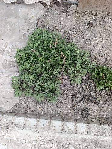 В связи с переездом, Срочно продаю садовые цветы