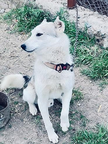 карманные собаки: Собака средних размеров, тип внешности — лайка/хаски-микс. Окрас — 2