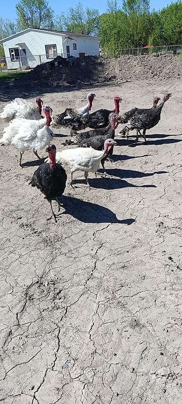 японская собака акита: Продаю | Индюшка (самка) — 10