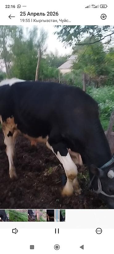 кой сойу: Продаю | Бык (самец) | Голштин | Для разведения | Привязанные — 1