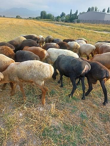 пол для барана: Продаю | Овца (самка) | Полукровка | Для разведения | Племенные — 1