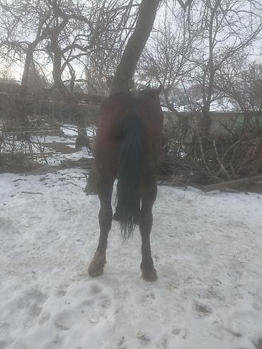 Башка жаныбарлар: Сатам | Байтал | Жумушка — 3