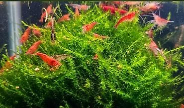 свежая живая рыба: Креветки Neocaridina (red cherry) для аквариума. 🦐🐠 Аквариумные жители — 4