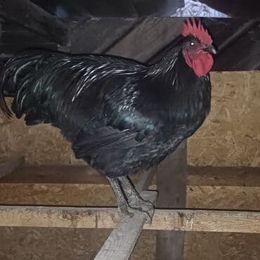 декоративный кур: Продаю | Куры, Петух | Для разведения — 2