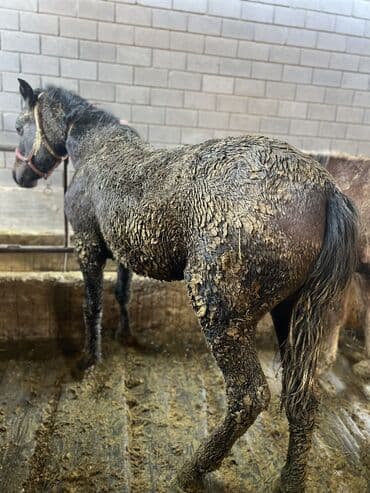 продам домик для кошки: Продаю | Жеребец | Рабочий — 6