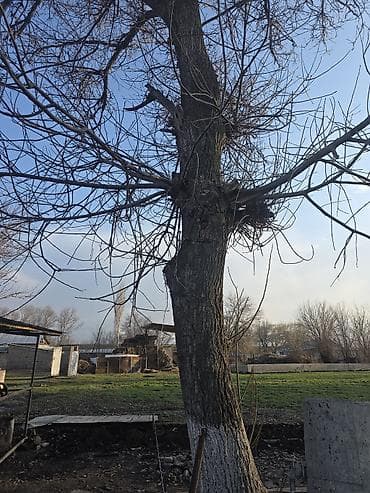 печь на 100 кв м: Дерево для заготовки древесины (на участке)
ореховое дерево — 1