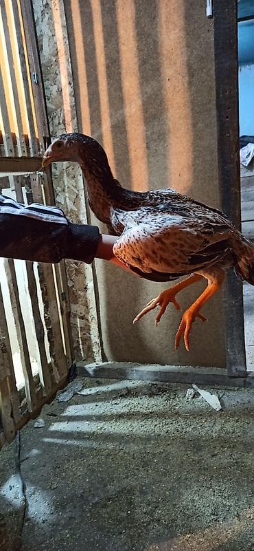 цветной бройлер: Продаю | Цыплята | Бойцовая | Для разведения — 2