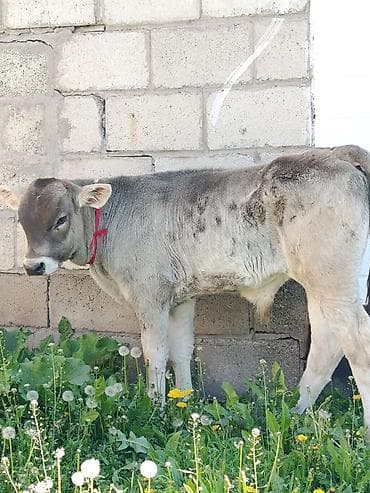 собака бульдог: Продаю | Музоо, торпок | На откорм | Привязанные — 2