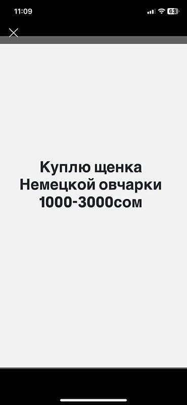 сибирский хаски цена: Куплю щенка немецкой овчарки. Интересует порода немецкая овчарка — 1