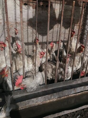 куры доминанты: Продаю | Цыплята — 4