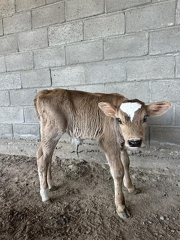 кошка домашняя: Продаю | Музоо, торпок | Для молока | Привязанные — 2