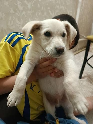 хаски бишкек купить: 2 месяца, Самец, С прививкой — 9