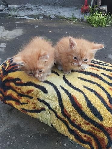 котята норвежской лесной кошки: 2 месяца, Мальчик, Рыжий, Приучена к лотку — 1