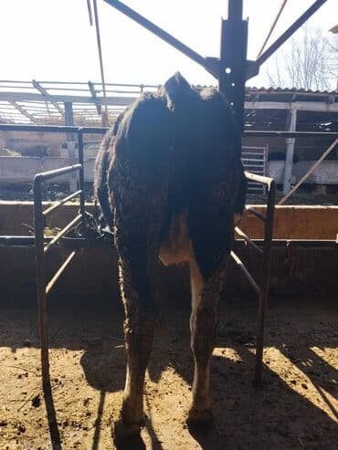 кролик декоративный: Продаю | Корова (самка) | Голштин | Для разведения — 2