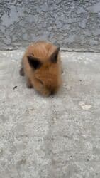 декоротивный кролик: Кролик с окрасом, сочетающим белый и светло-коричневый цвета. Обладает — 2