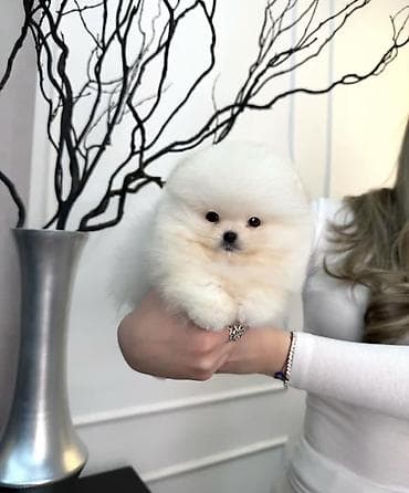 Продажа собак: Шпиц, 1 месяц, Самец, С прививкой, С родословной — 6