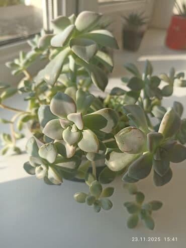 сколько стоит аквариум для рыб: Долларовое дерево
суккуленты для пересадки — 3